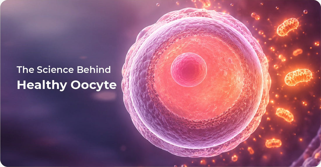Why Egg Cells Need Energy: The Science Behind Healthy Oocyte Function