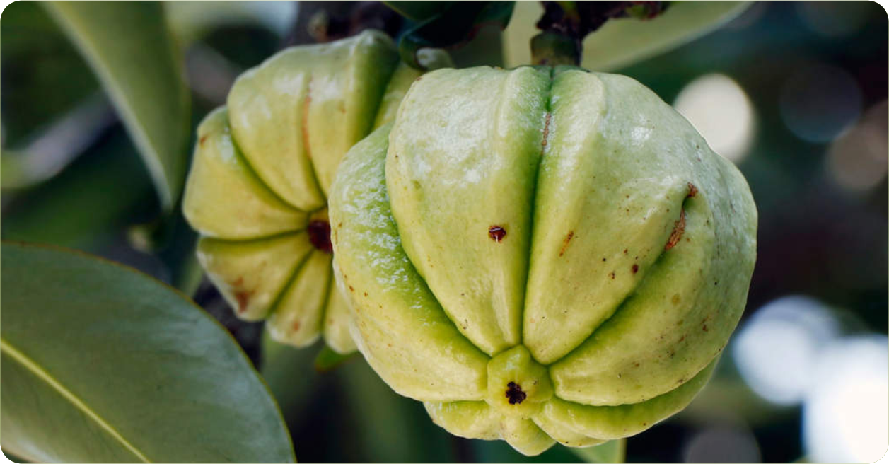 Garcinia Cambogia for Weight Management: Myths, Facts & What Research Shows